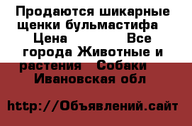 Продаются шикарные щенки бульмастифа › Цена ­ 45 000 - Все города Животные и растения » Собаки   . Ивановская обл.